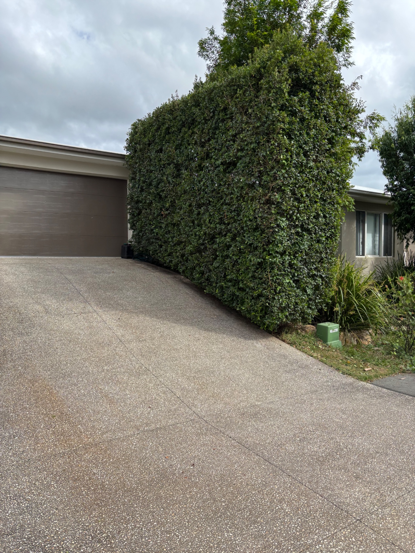 Hedge Trim & Shape — after