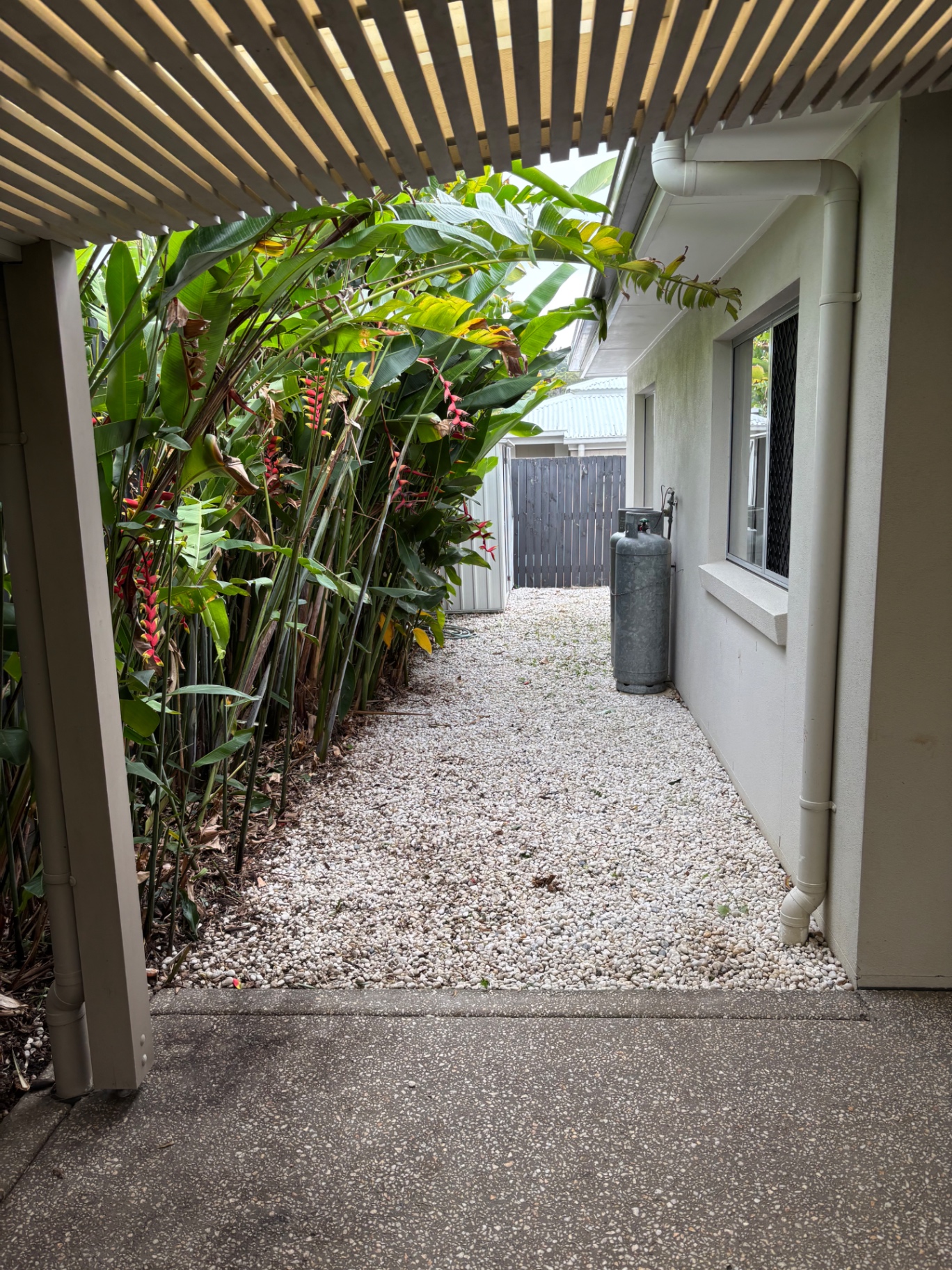 Side Yard Pruning — after