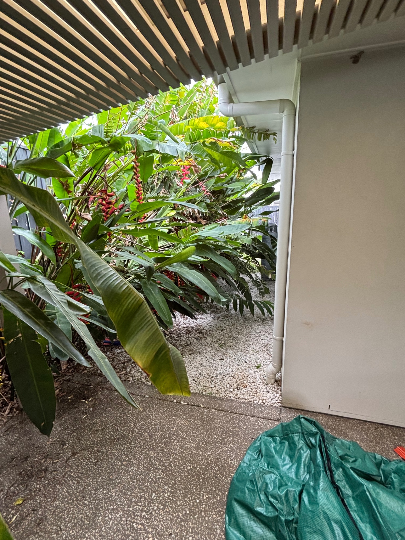 Side Yard Pruning — before