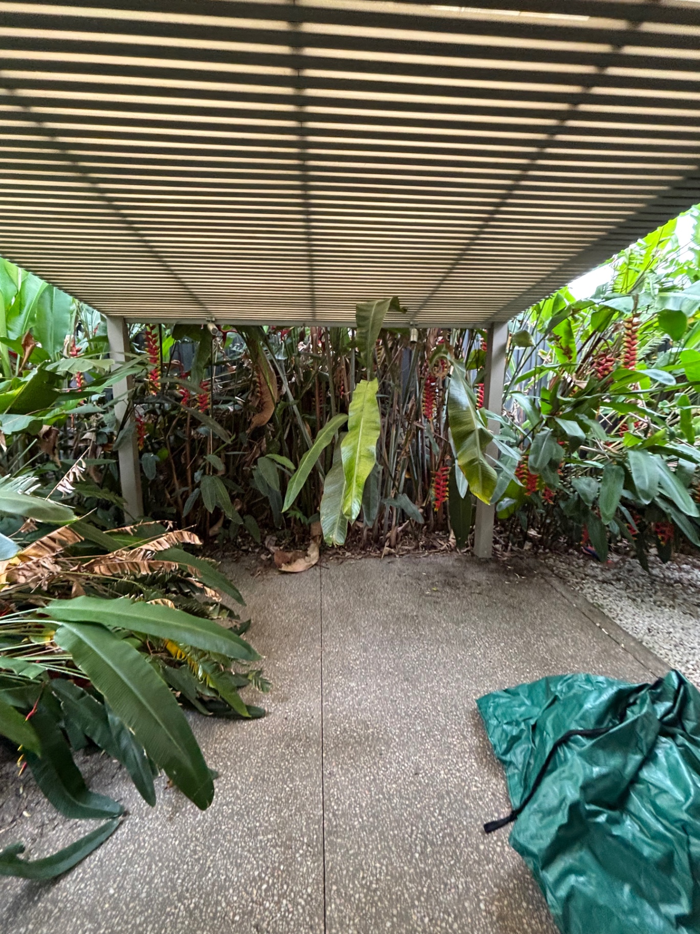 Tropical Garden Clean-Up — before