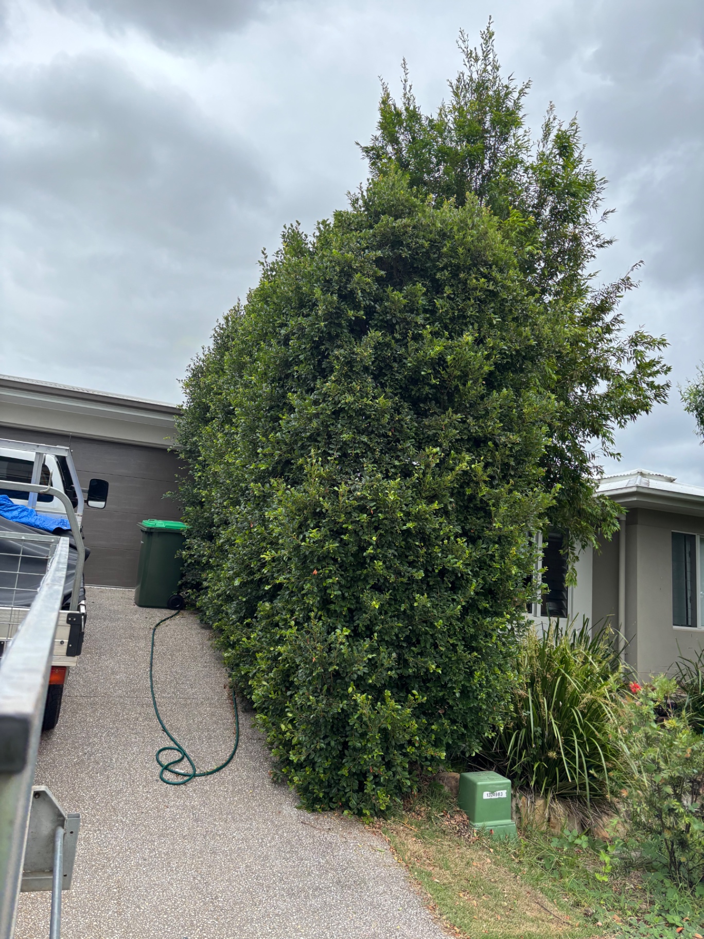 Hedge Trim & Shape — before